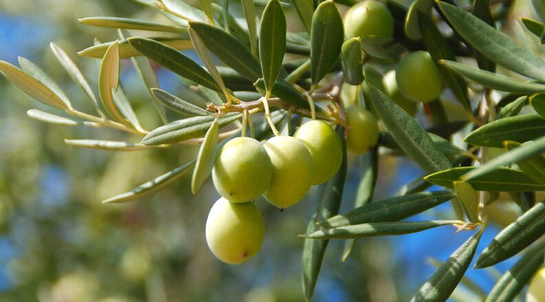 estratto di oliva come parte di Fungostop plus